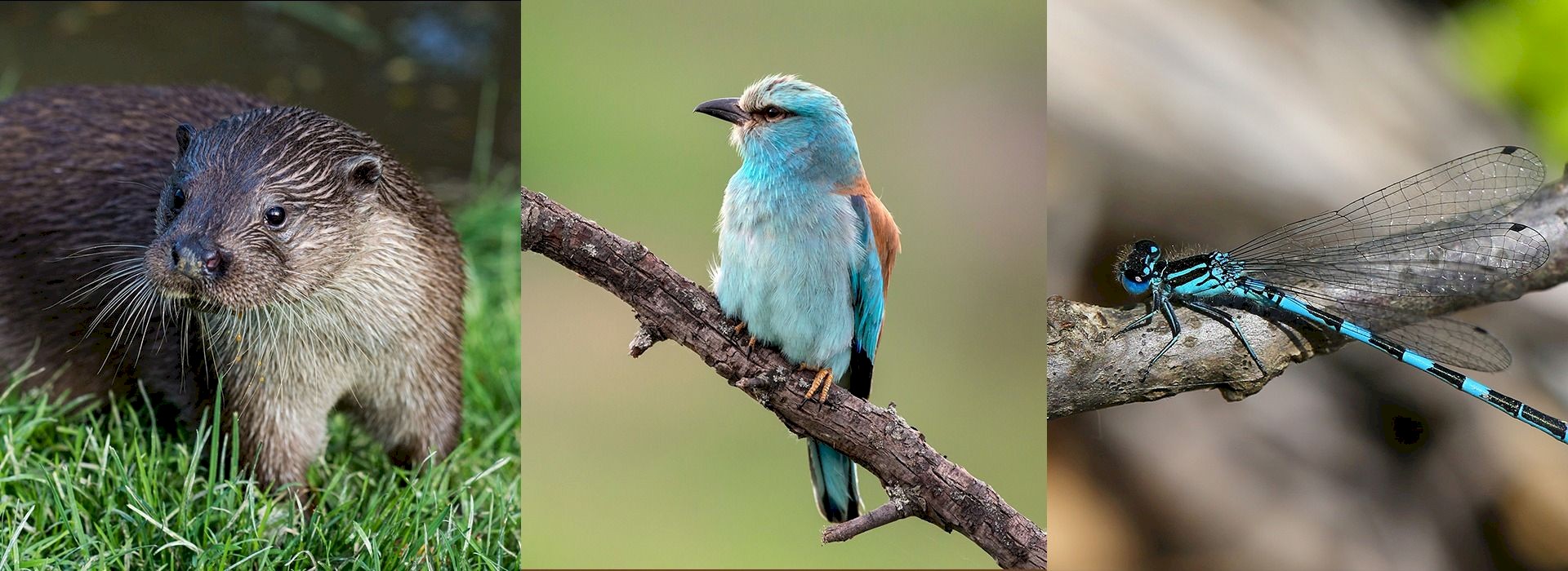 Ensemble pour la biodiversité