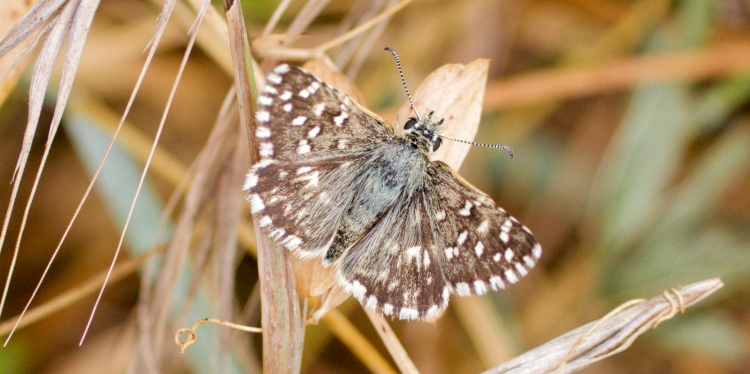 Devine qui papillonne aux Confines Devine qui papillonne aux Confines