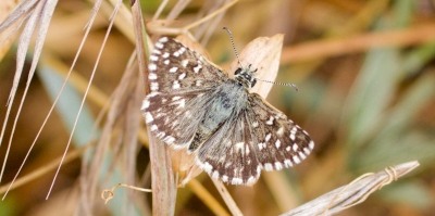 Devine qui papillonne aux Confines Devine qui papillonne aux Confines