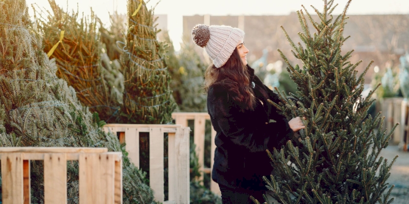 Offrez une seconde vie à votre sapin !