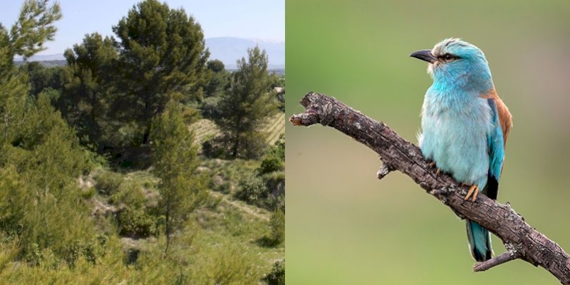 Agissons ensemble pour la biodiversité