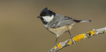 Et si vous participiez au recensement des oiseaux des jardins !