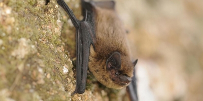 À la rencontre des chauves-souris