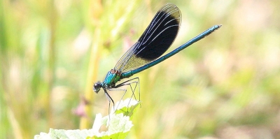 Deuxième balade naturaliste à Bédarrides