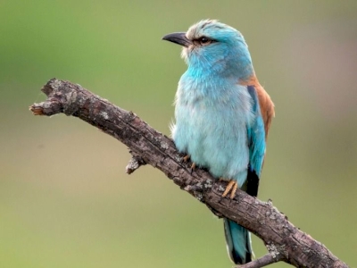 Agenda de l'Atlas Agenda de l'Atlas