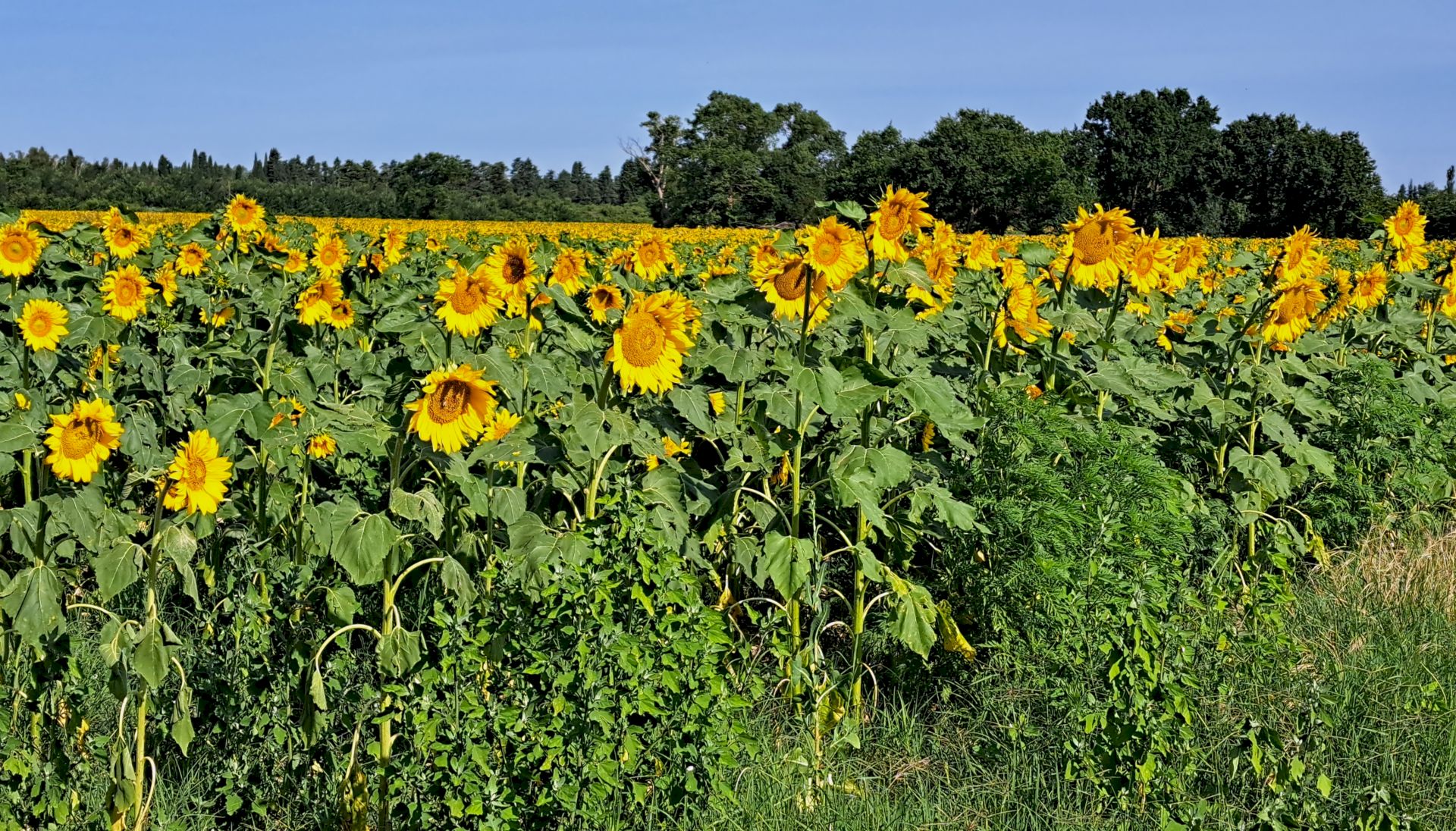 Vers une agriculture résiliente et durable