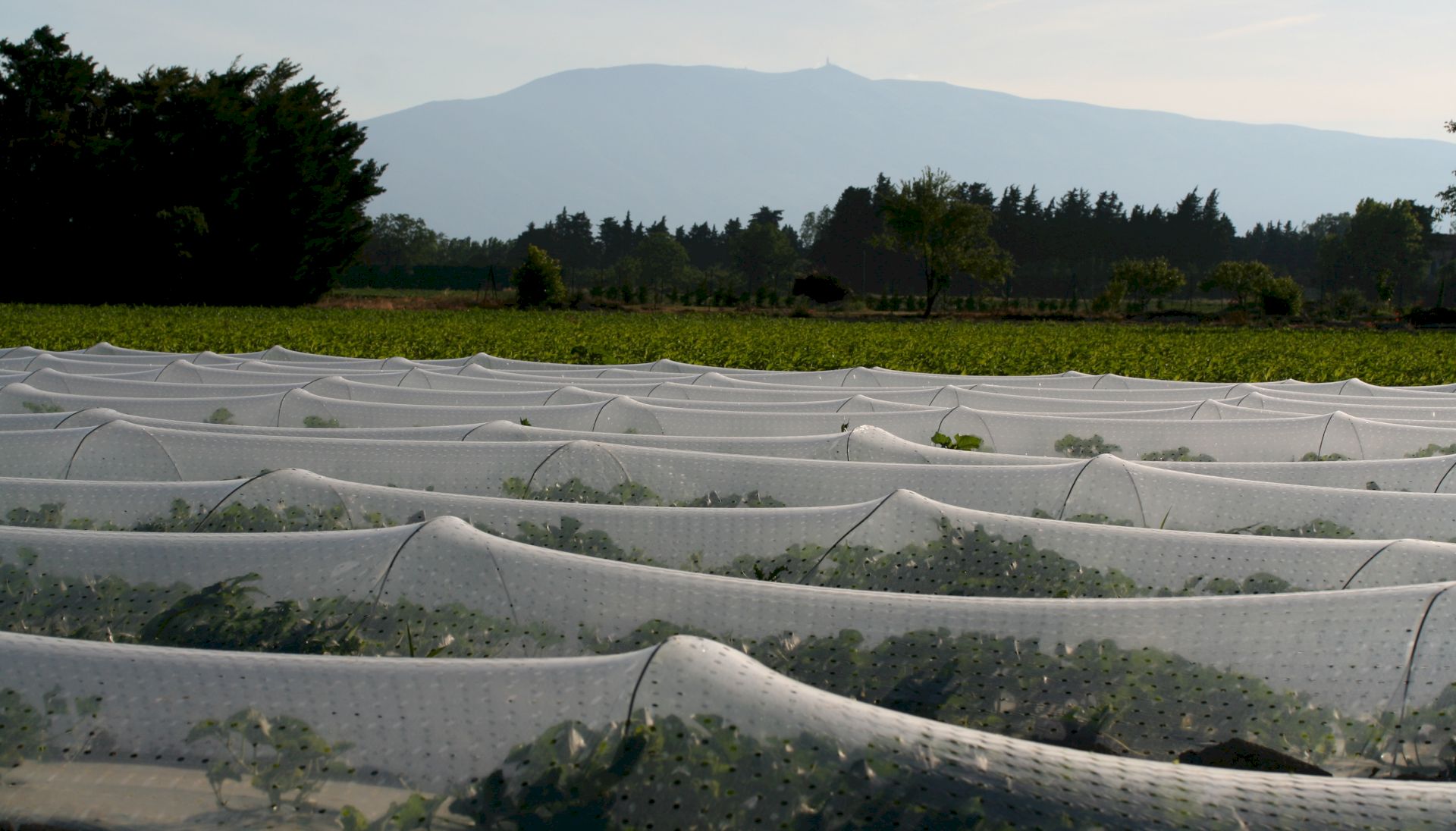 Maraîchage et viticulture