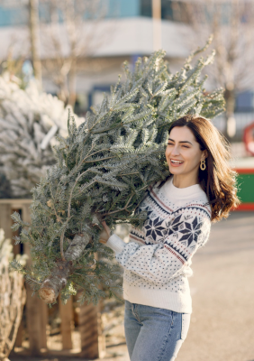 Collecte des sapins naturels