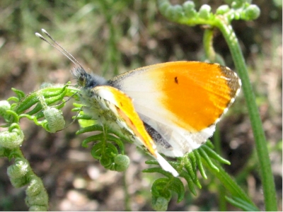 Devine qui papillonne