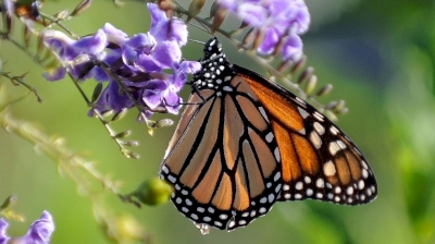 Devine qui papillonne