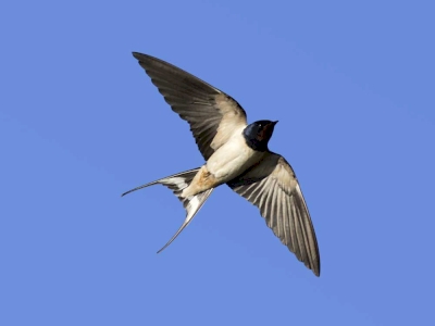 Inventaire Hirondelles et Martinets