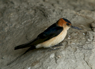 Inventaire Hirondelles et Martinets