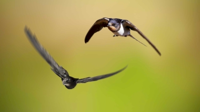 Inventaire Hirondelles et Martinets