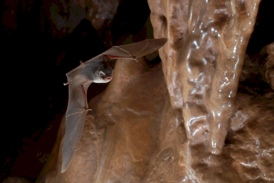 Conférence et sortie nocturne chauve-souris Conférence et sortie nocturne chauve-souris