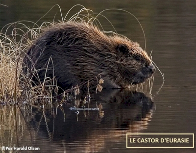 Balade naturaliste à Bédarrides Balade naturaliste à Bédarrides