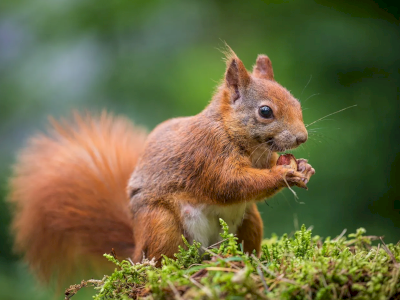 Mission Hérisson et Enquête Ecureuil roux