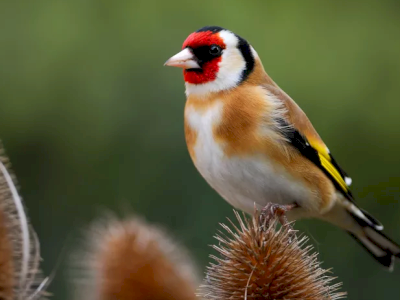 Comptage Oiseaux des jardins à Monteux