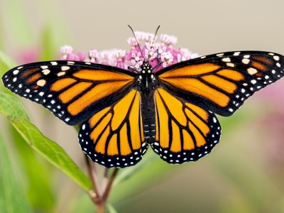 Devine qui papillonne