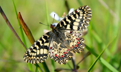 Devine qui papillonne