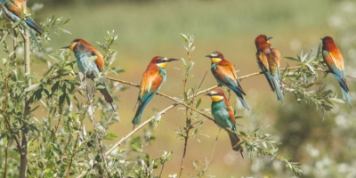 Redonner toute sa place au vivant