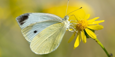 Atlas de la biodiversité :  cartographier pour mieux protéger